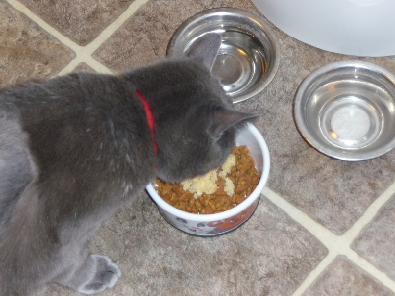 Samus eating cake.JPG